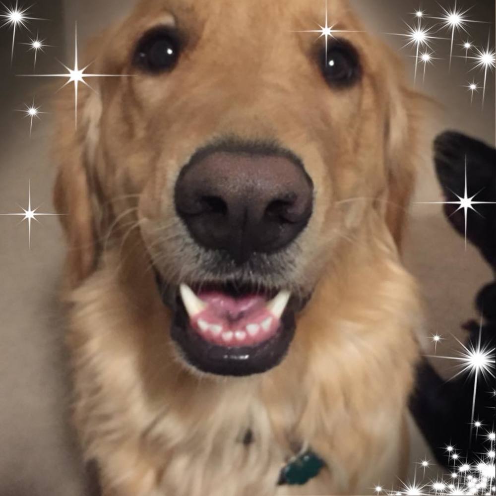 Meet your Posher, Shona